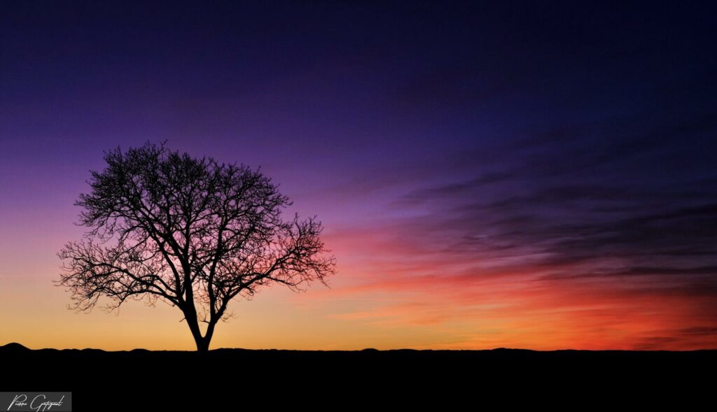 Arbre isolé en silhouette au coucher du soleil