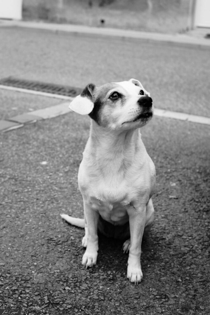 Petit chien assis sur la chaussée, regard tourné vers le haut